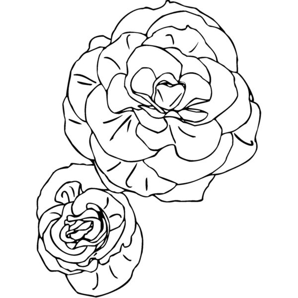 begonias Thumbnail