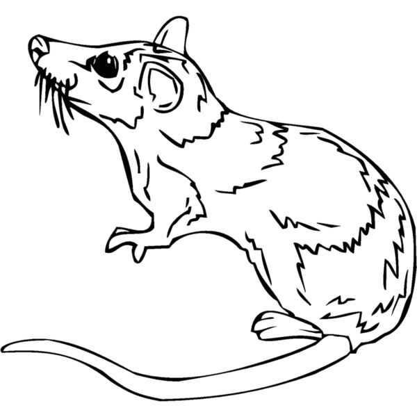 rat2 Thumbnail