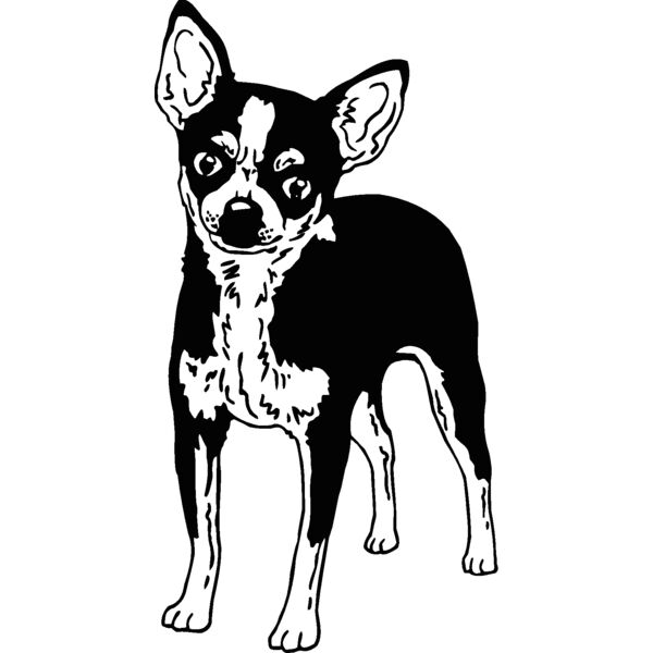 chihuahua Thumbnail