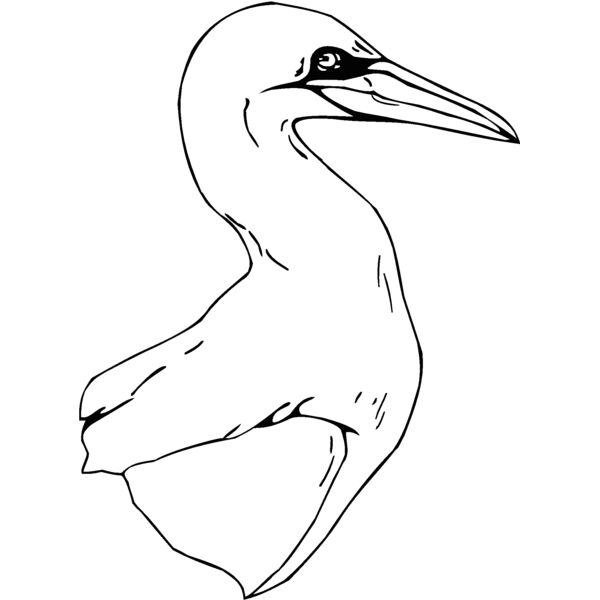 northern crane Thumbnail