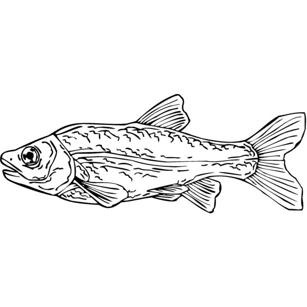 trout Thumbnail