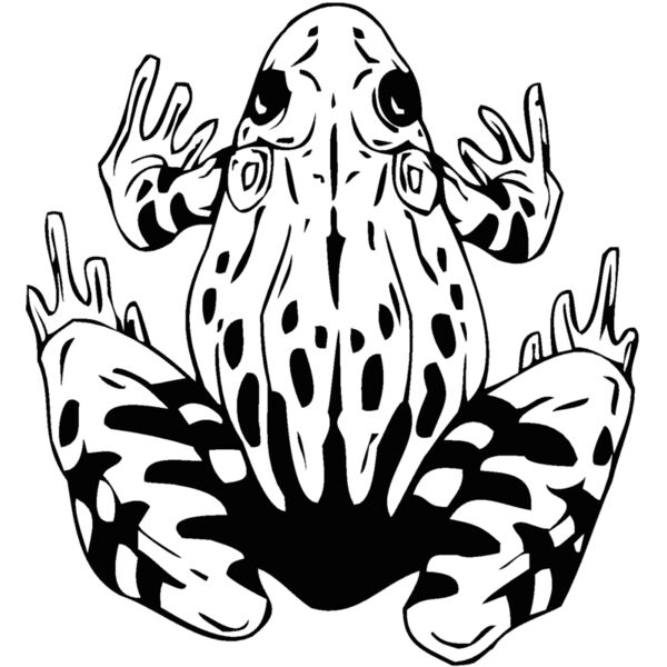 frog4 Thumbnail