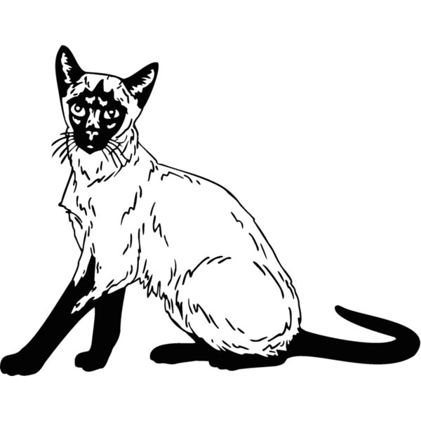 siamese Thumbnail