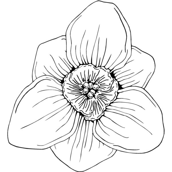 narcissus Thumbnail