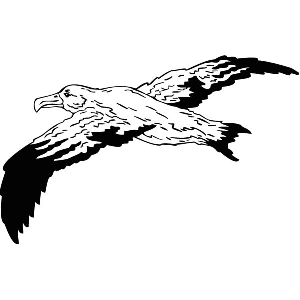 seagull Thumbnail
