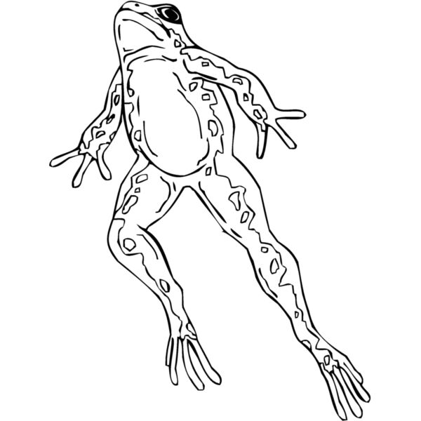 frog5 Thumbnail