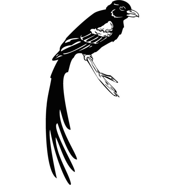 bird17 Thumbnail