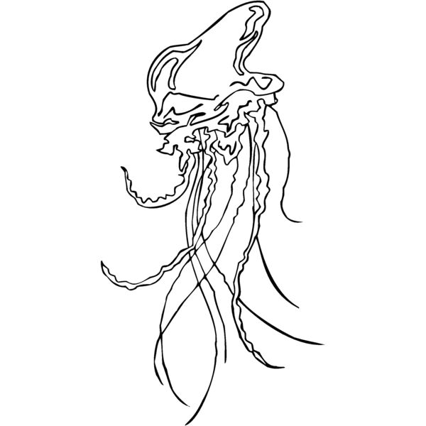 portuguese man of war jellyfish Thumbnail