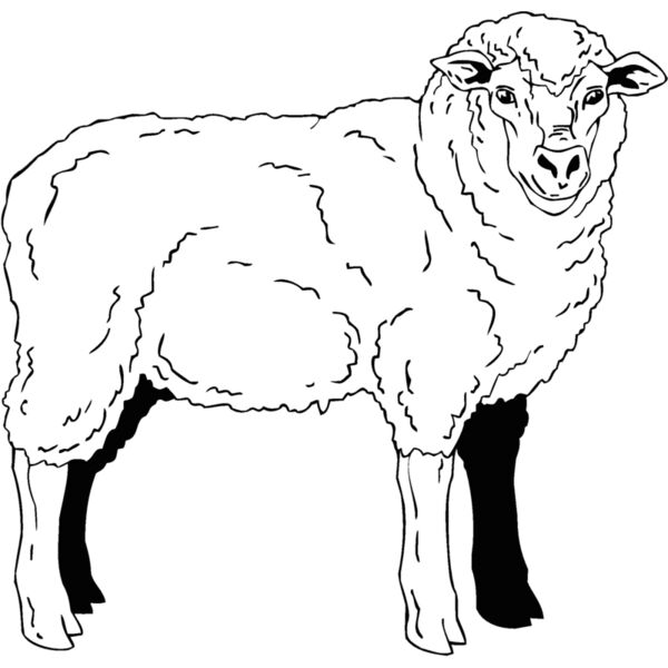 sheep2 Thumbnail