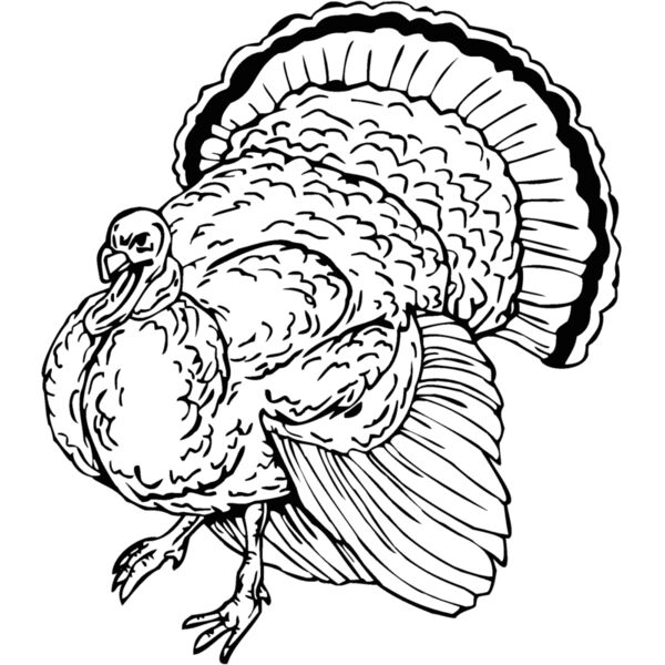 turkey Thumbnail